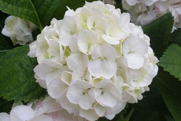 不同顏色繡球花花語