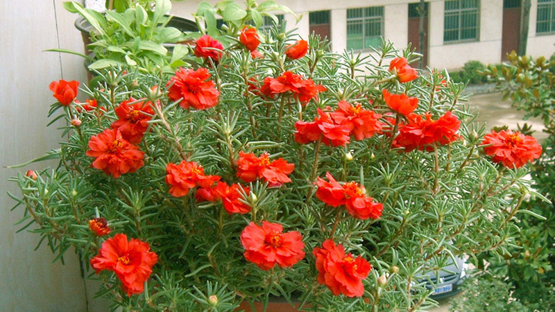 太陽花是什麼花