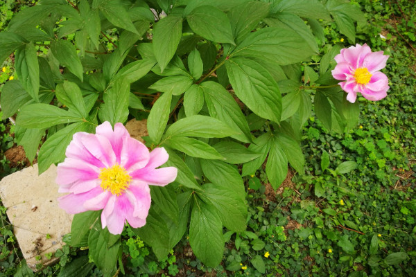 芍藥是什麼