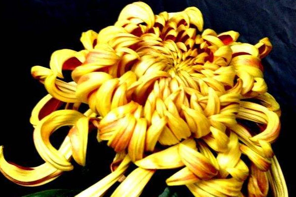 菊花寓意什麼意思
