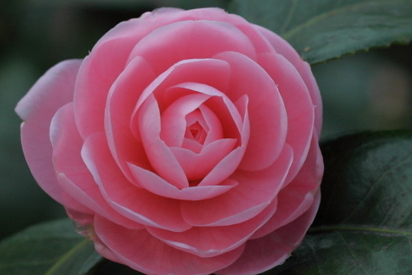 花的結構
