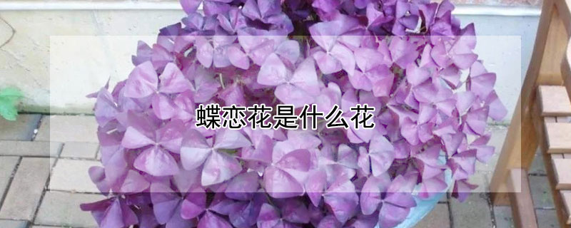蝶戀花是什麼花