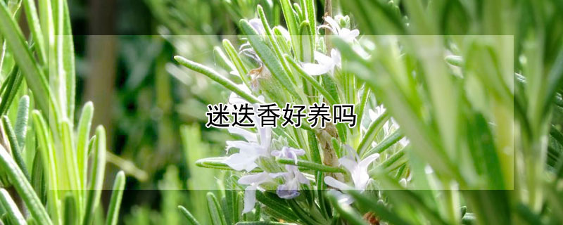 迷迭香好養嗎