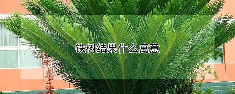 鐵樹結果什麼寓意
