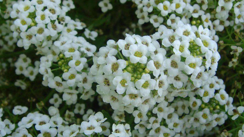 香雪球花語