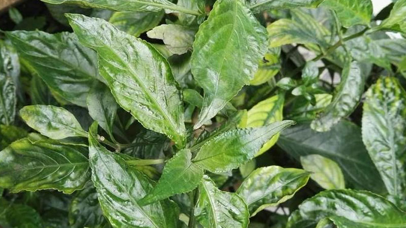 板藍根植物長什麼樣子