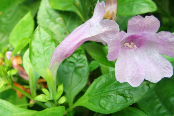 板藍根植物長什麼樣子
