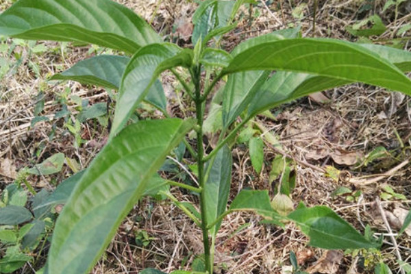 板藍根植物長什麼樣子