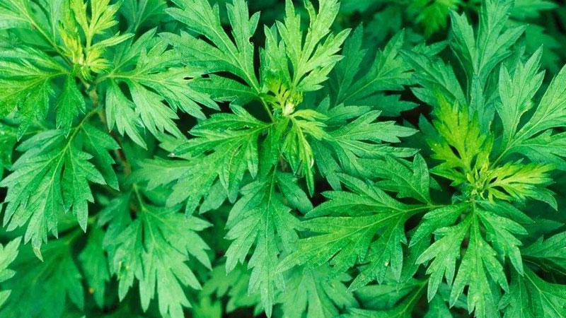艾草是什麼樣子的