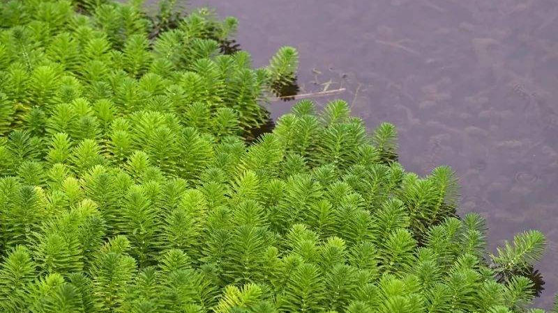 金魚藻是什麼植物