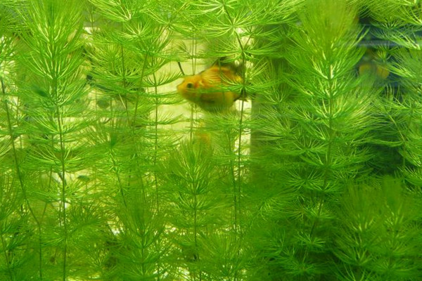 金魚藻是什麼植物