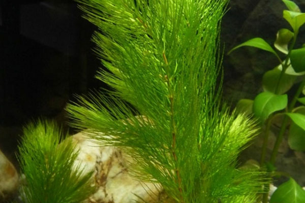 金魚藻是什麼植物