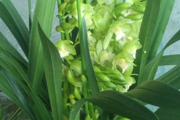 芝蘭是什麼植物