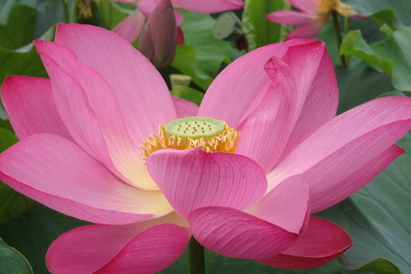 四季花是什麼花