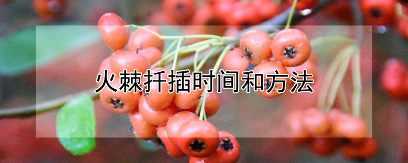 火棘扡插時間和方法