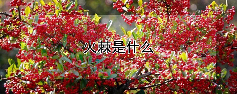 火棘是什麼