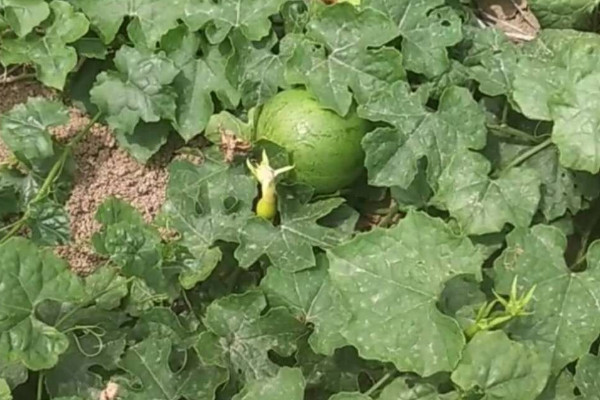 瓜蔞長什麼樣