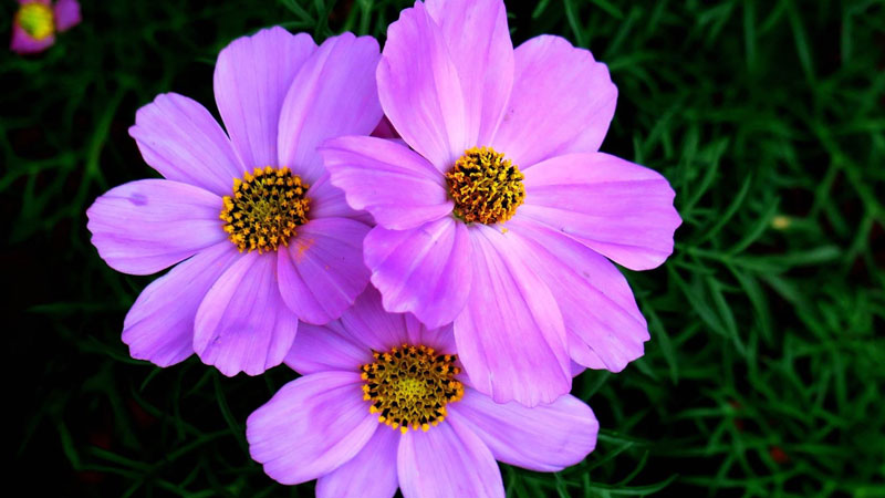 格桑花是什麼花