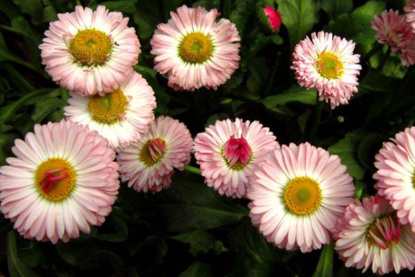 格桑花是什麼花