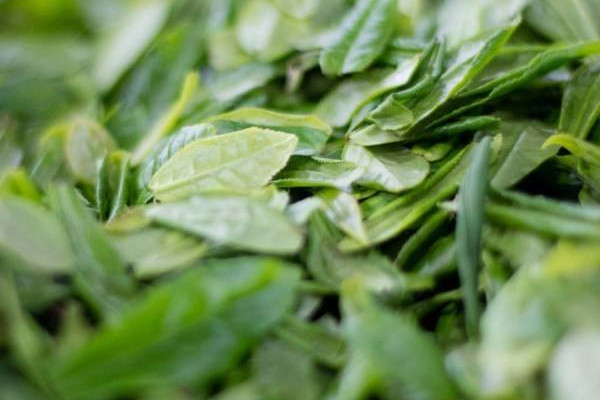 六安瓜片是什麼茶