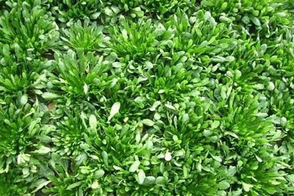 銀條是什麼植物