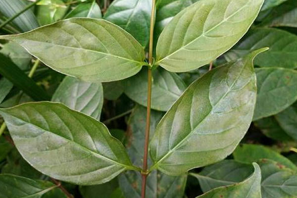 銀條是什麼植物