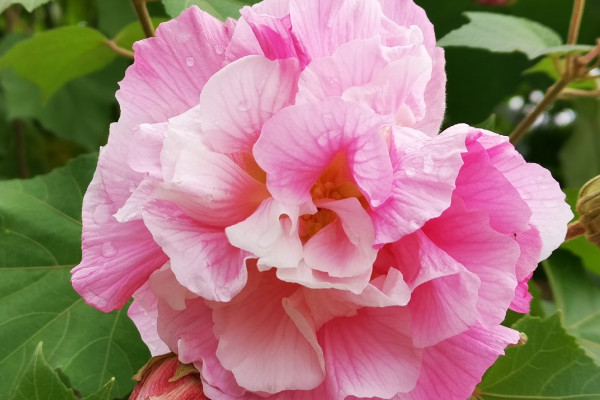 成都的市花是什麼