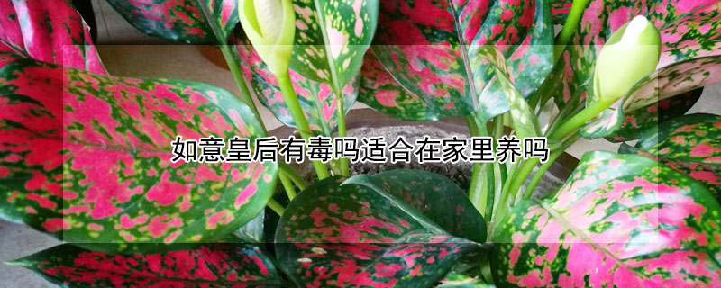 如意皇後有毒嗎適合在家裏養嗎