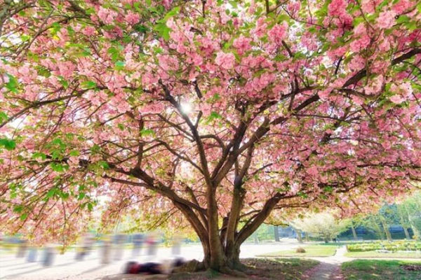 櫻花樹怎麼養