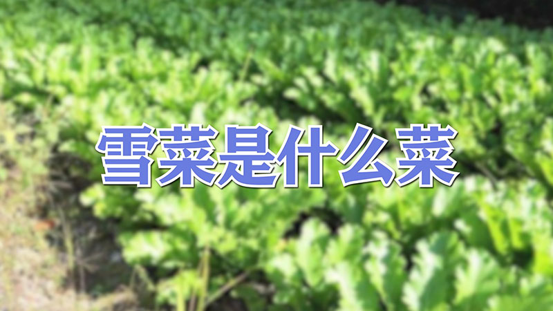 雪菜是什麼菜