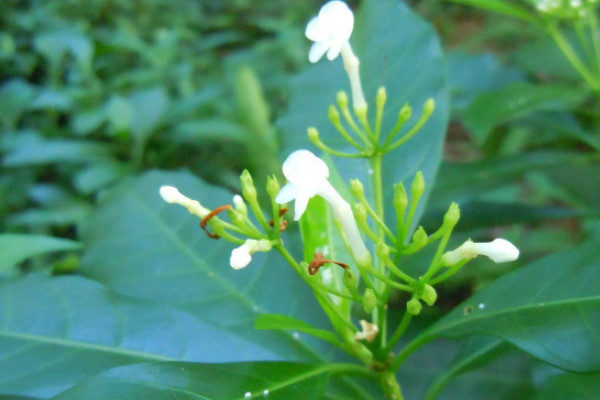 茱萸是什麼