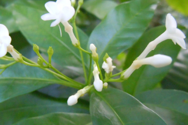茱萸是什麼