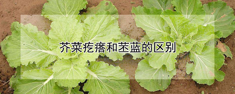 芥菜疙瘩和苤藍的區別