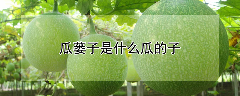 瓜蔞子是什麼瓜的子