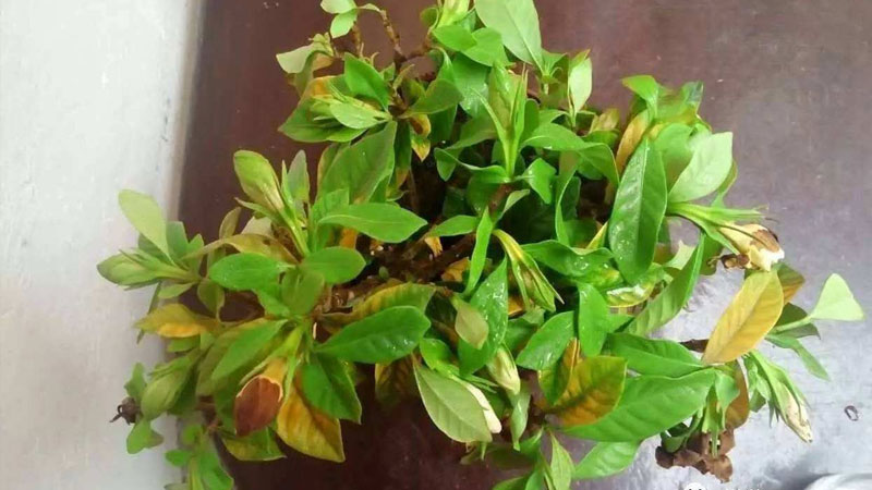 盆栽花卉長蚜蟲了怎麼辦
