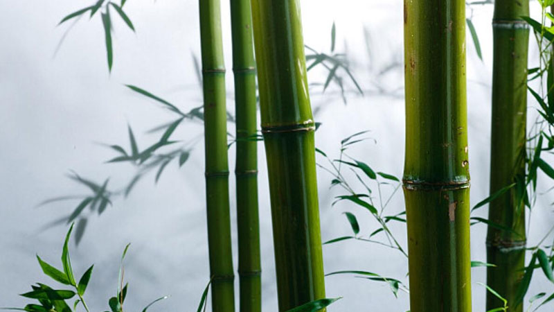 竹子屬於樹還是草