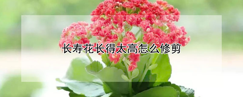 長壽花長得太高怎麼修剪