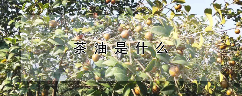 茶油是什麼