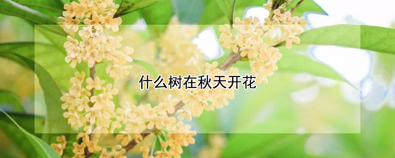 什麼樹在秋天開花