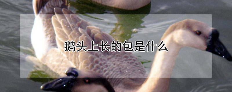 鵝頭上長的包是什麼