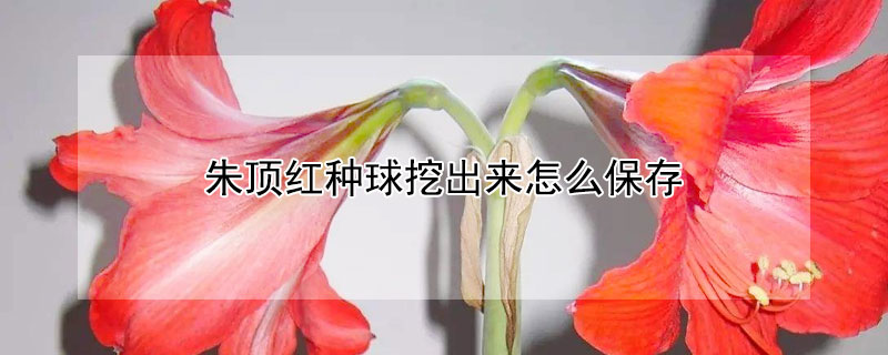 朱頂紅種球挖出來怎麼保存