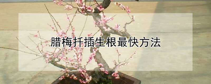 臘梅扡插生根最快方法
