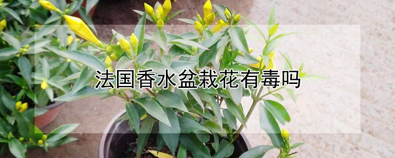 法國香水盆栽花有毒嗎
