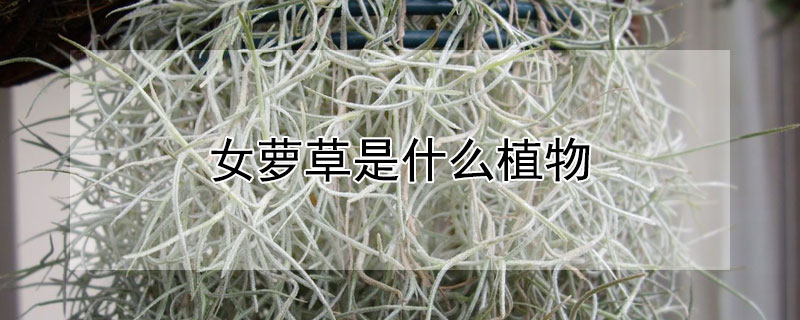女蘿草是什麼植物