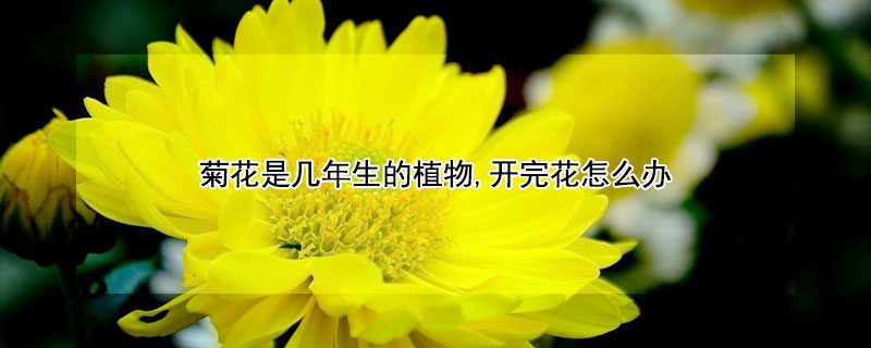 菊花是幾年生的植物,開完花怎麼辦