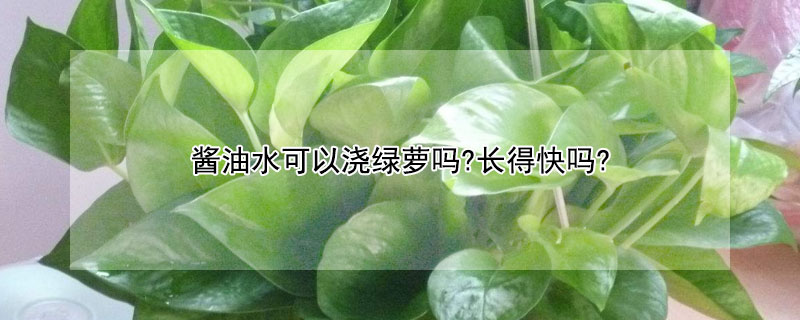 醬油水可以澆綠蘿嗎?長得快嗎?