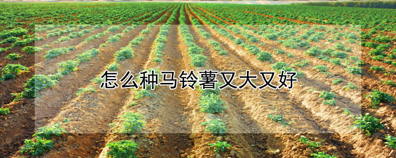 怎麼種馬鈴薯又大又好