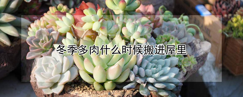 冬季多肉什麼時候搬進屋裏