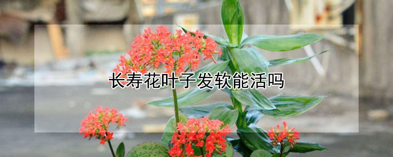 長壽花葉子發軟能活嗎