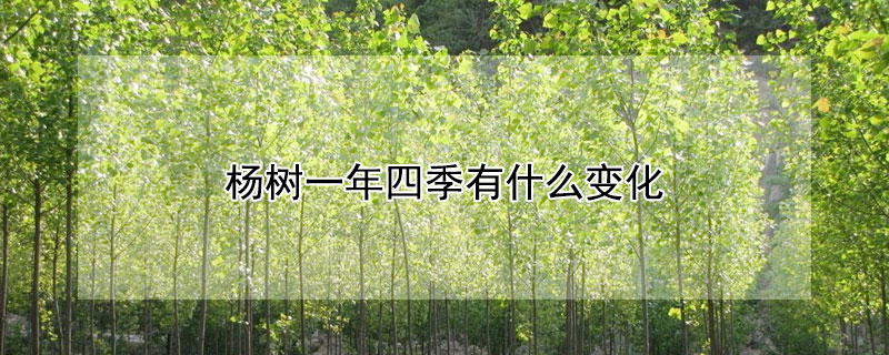 楊樹一年四季有什麼變化